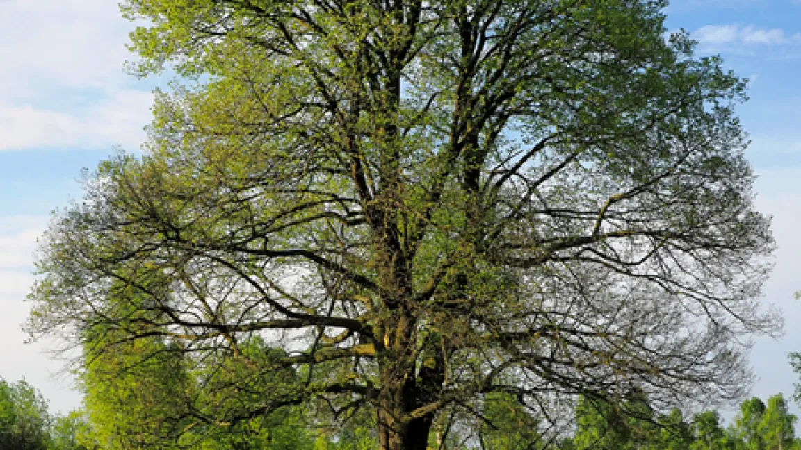 Winter-Linden wachsen bis 20 Meter hoch und ihre Krone formt ein umgedrehtes Herz. Foto: A. Roloff