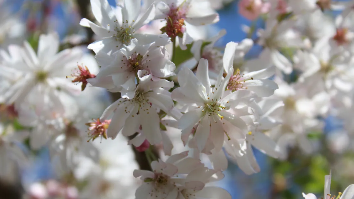 Die Prunus subhirtella "Autumnalis" blüht weiß und ist leicht gefüllt. Foto: Shutterstock