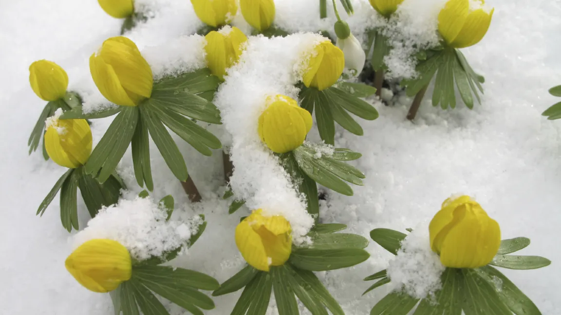 In freudiger Erwartung des Frühjahrs - Winterlinge gehören zu den ersten Vorfrühlingsboten. Foto: istock