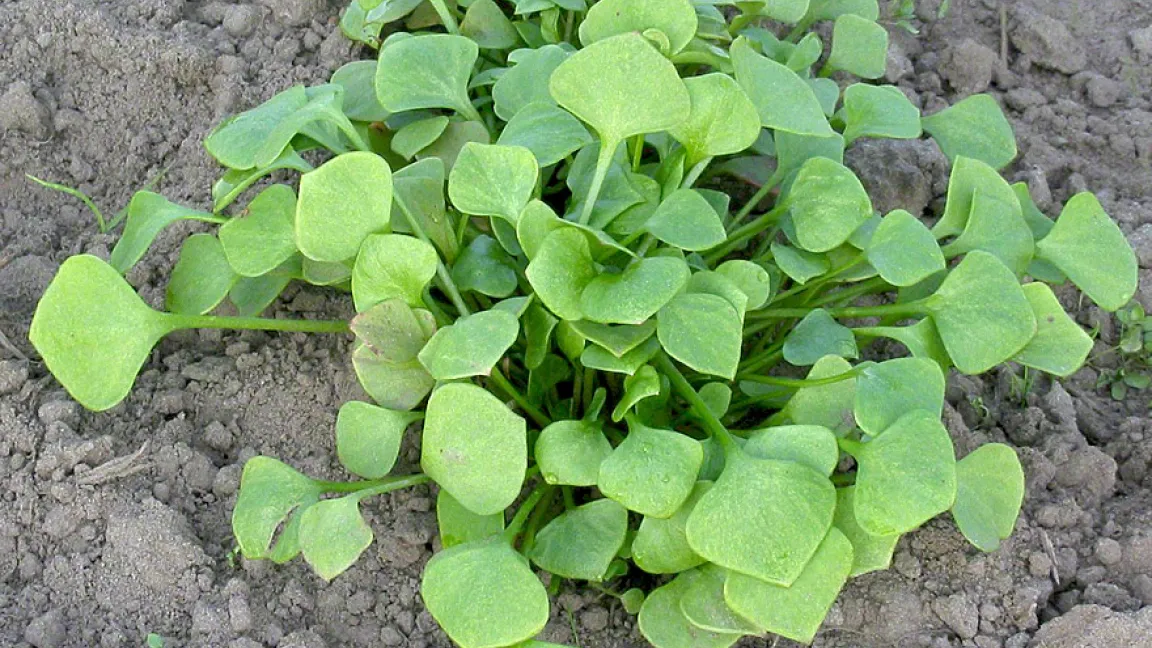 Winterportulak hat im Gegensatz zum Sommerportulak nur sehr geringe Wärmeansprüche. Foto: Rühlemanns