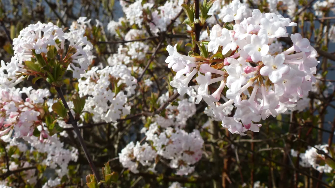 Je üppiger Viburnum bodnantense blüht, desto heller wird die Blütenfarbe. Foto: Adobestock