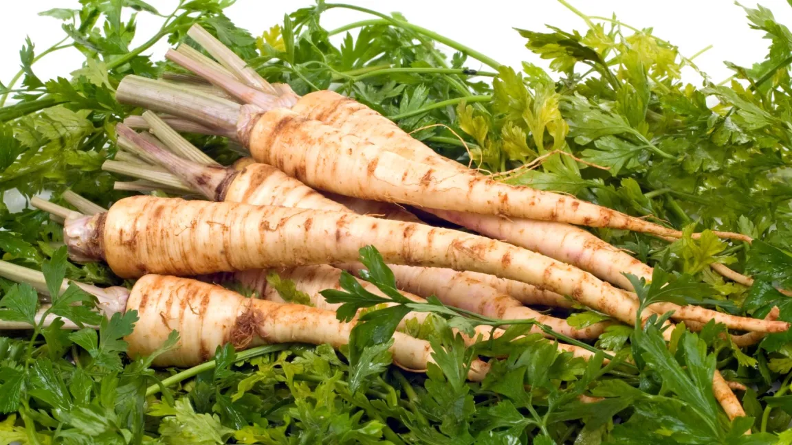 Das frische Grün lässt sich verwenden wie Blattpetersilie. Foto: istock