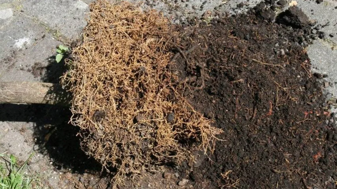 Wurzelschäden durch ungeeignetes Substrat. Foto: Heinrich Beltz