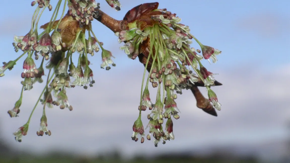 Ihren Namen hat die Flatter-Ulme von ihren buschigen Blütenständen, die im Wind flattern. Foto: Wikipedia