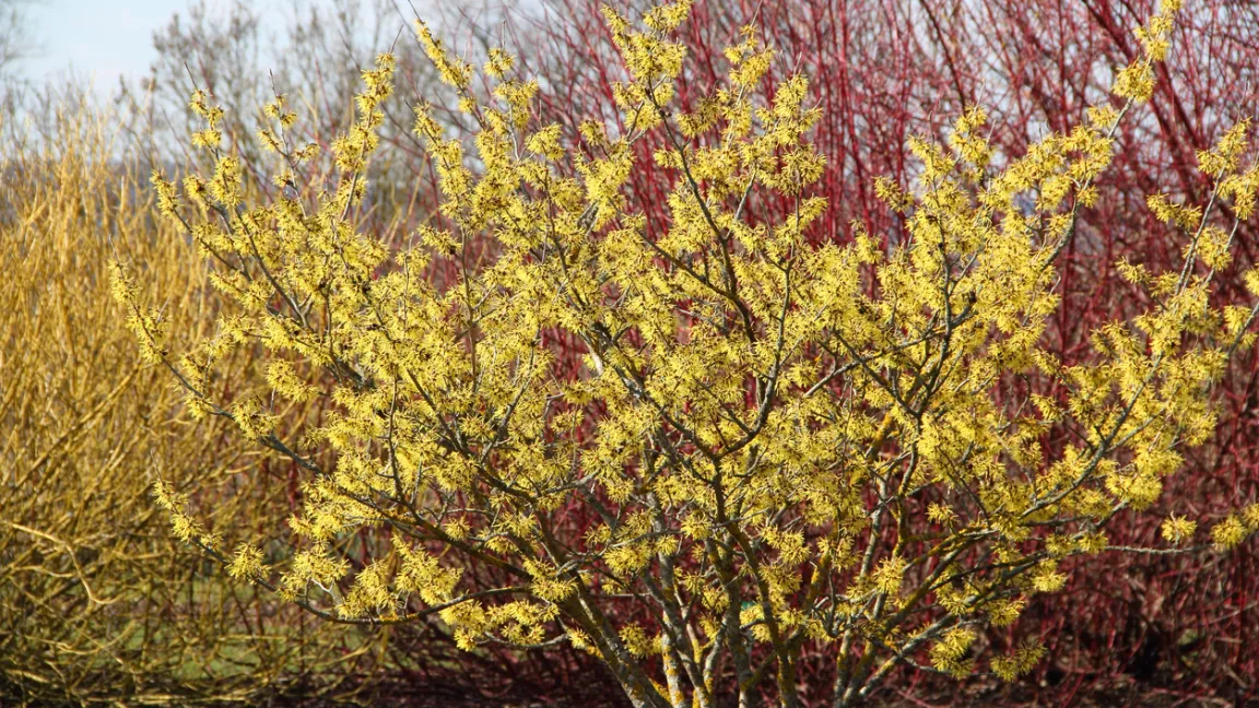 Mit ihren leuchtenden Blüten bringt die Zaubernuss Farbe in den Garten. Foto: istock