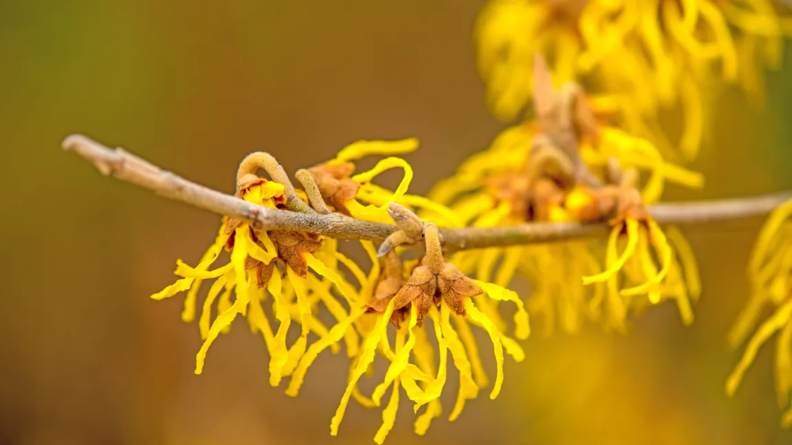 Das Spektrum reicht von Gelb ... Foto: Fotolia