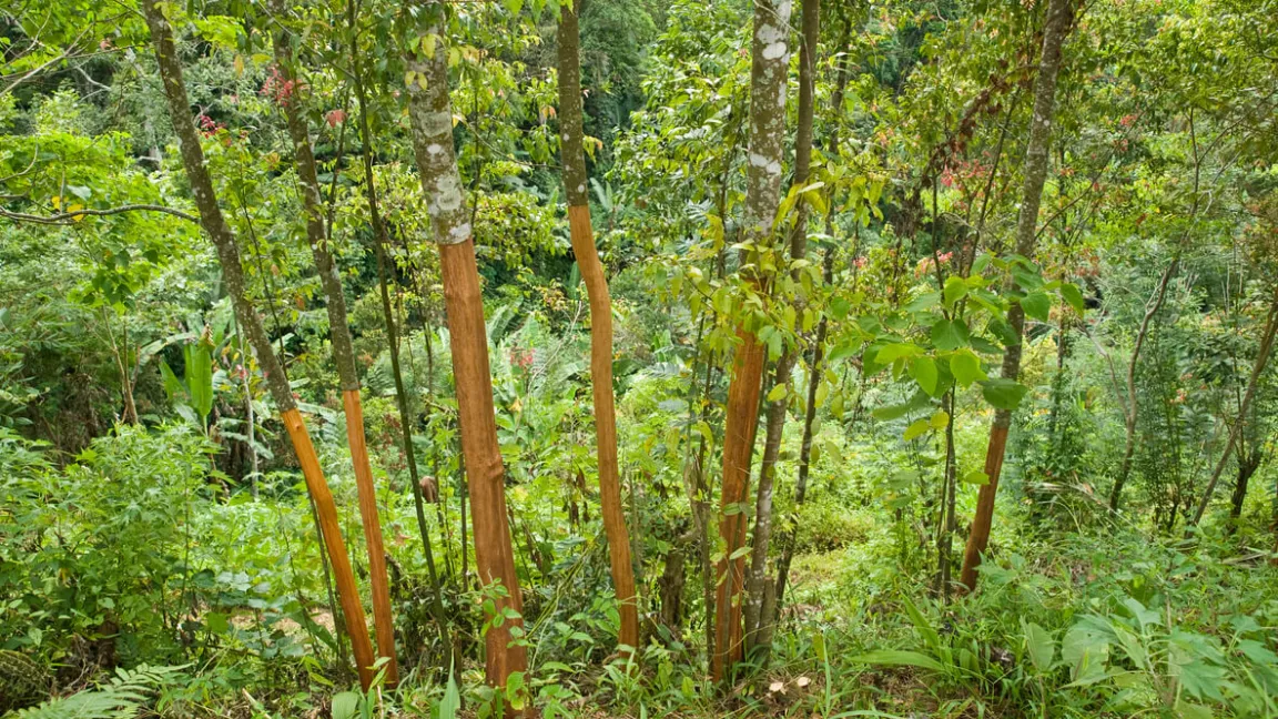 Zimt wird aus der Rinde von Zimtbäumen gewonnen. Foto: istock
