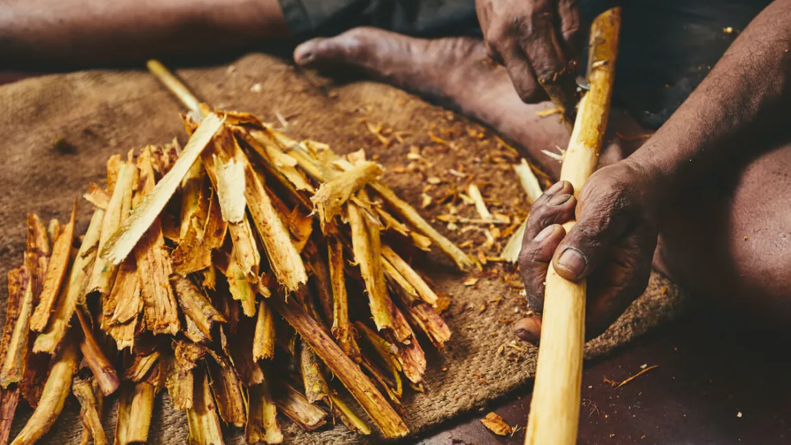 Die innere Rinde wird abgeschält und rollt sich beim Trocknen zusammen. Foto: istock