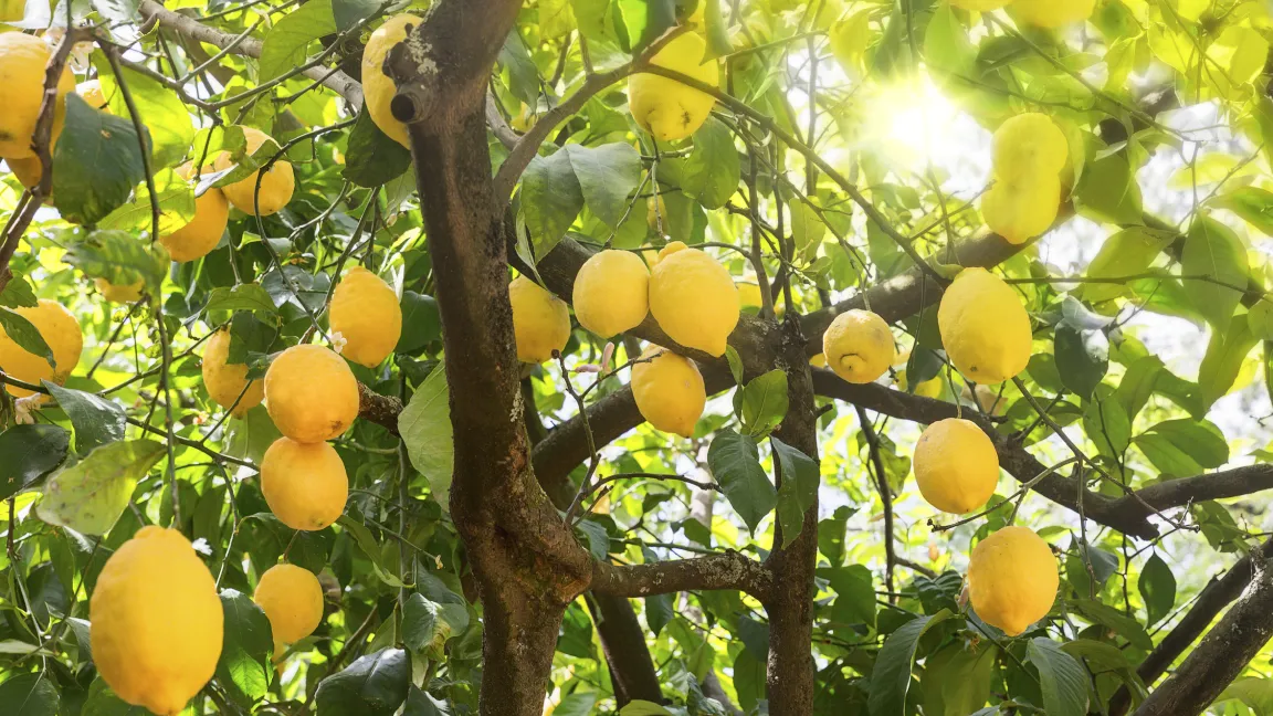 Zitruspflanzen sind empfindliche Schönheiten, die Aufmerksamkeit brauchen und gut gepflegt werden müssen. Foto: Fotolia