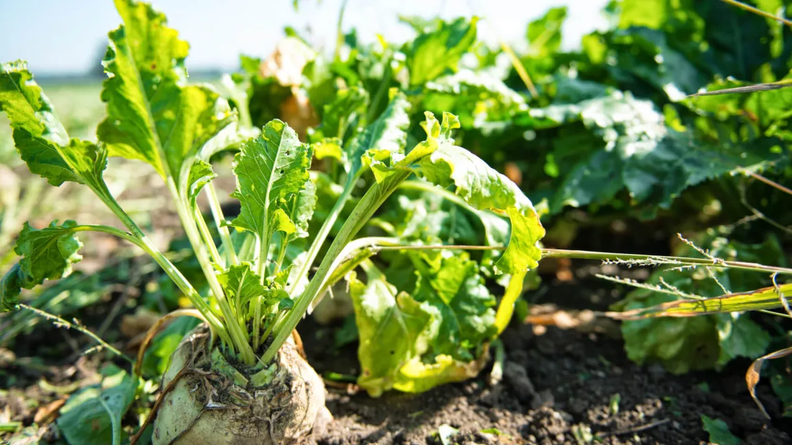 Durch die Bakterienkrankheit wird der Zuckergehalt in der Zuckerrübe verringert. Foto: Fotolia
