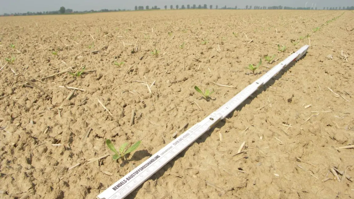 Zuckerrüben haben eine langsame Jugendentwicklung und unterdrücken das Unkrautwachstum erst, wenn sie mit den Blättern die Reihen schließen. Foto: Matthias Wiedenau