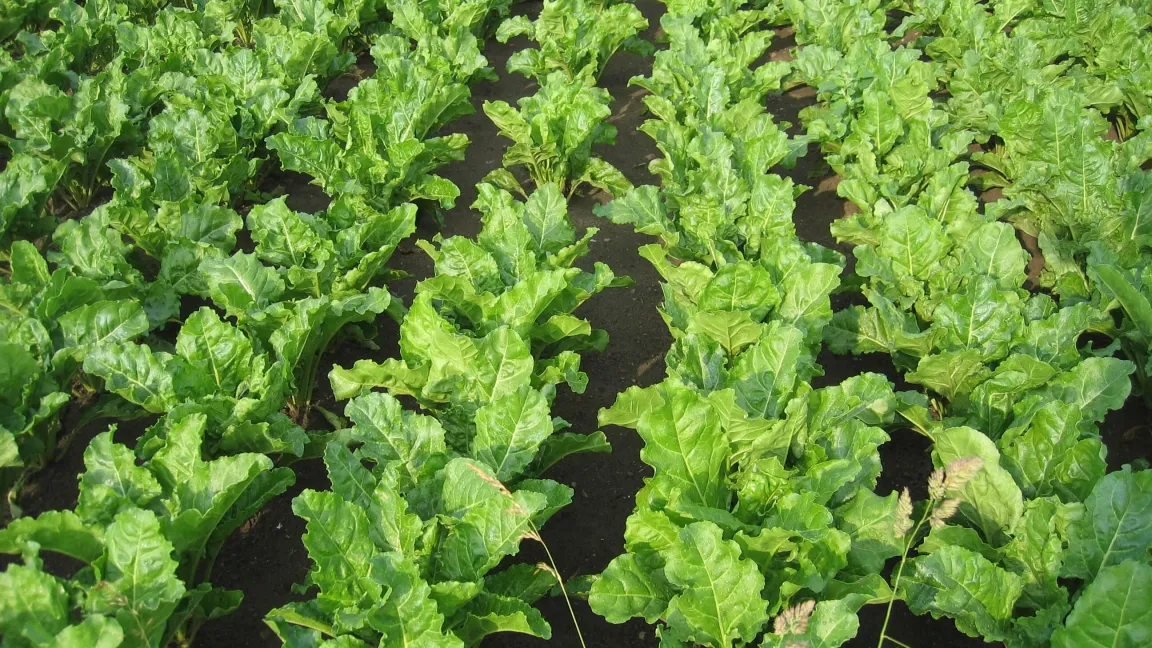 Ein gesunder Zuckerrübenbestand. Foto: A. Littmann/JKI