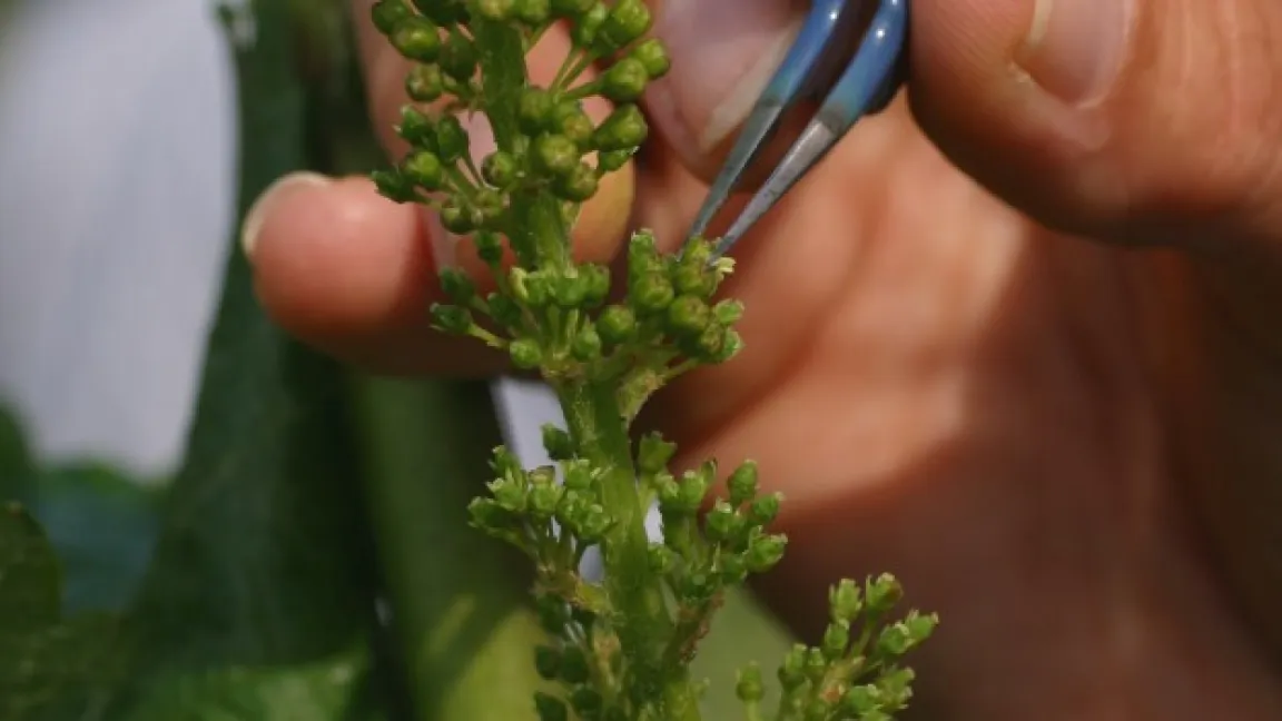 Züchtung ist immer noch intensive Handarbeit, die viel Zeit und Geduld erfordert. Foto: Erika Maul, JKI
