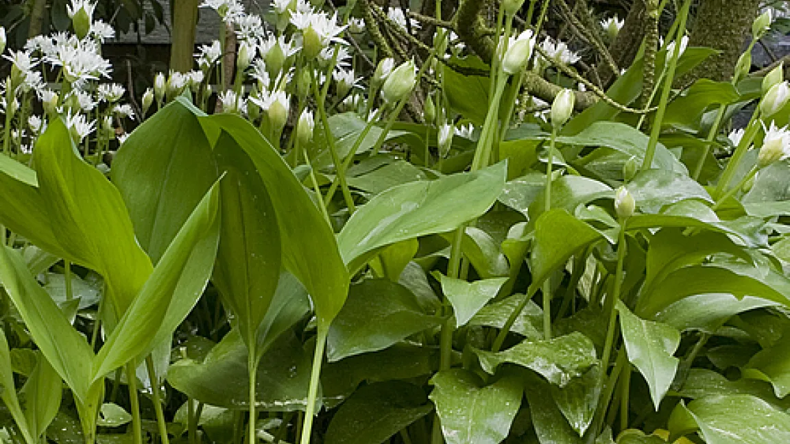 Links die gestielten Maiglöckchen, rechts die dicht stehenden Bärlauch-Pflanzen, die direkt aus dem Boden kommen und im Hintergrund bereits blühen.
Quelle: R. Gutsch