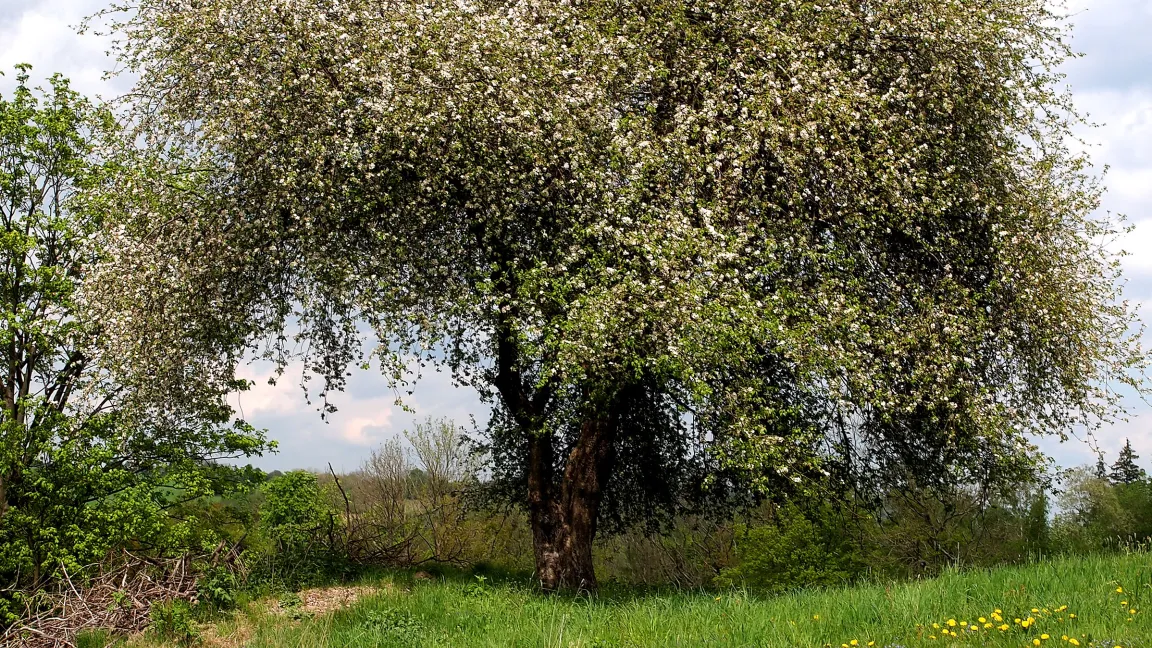Der Wildapfel in voller Blütenpracht. Foto: www.baum-des-jahres.de/Roloff