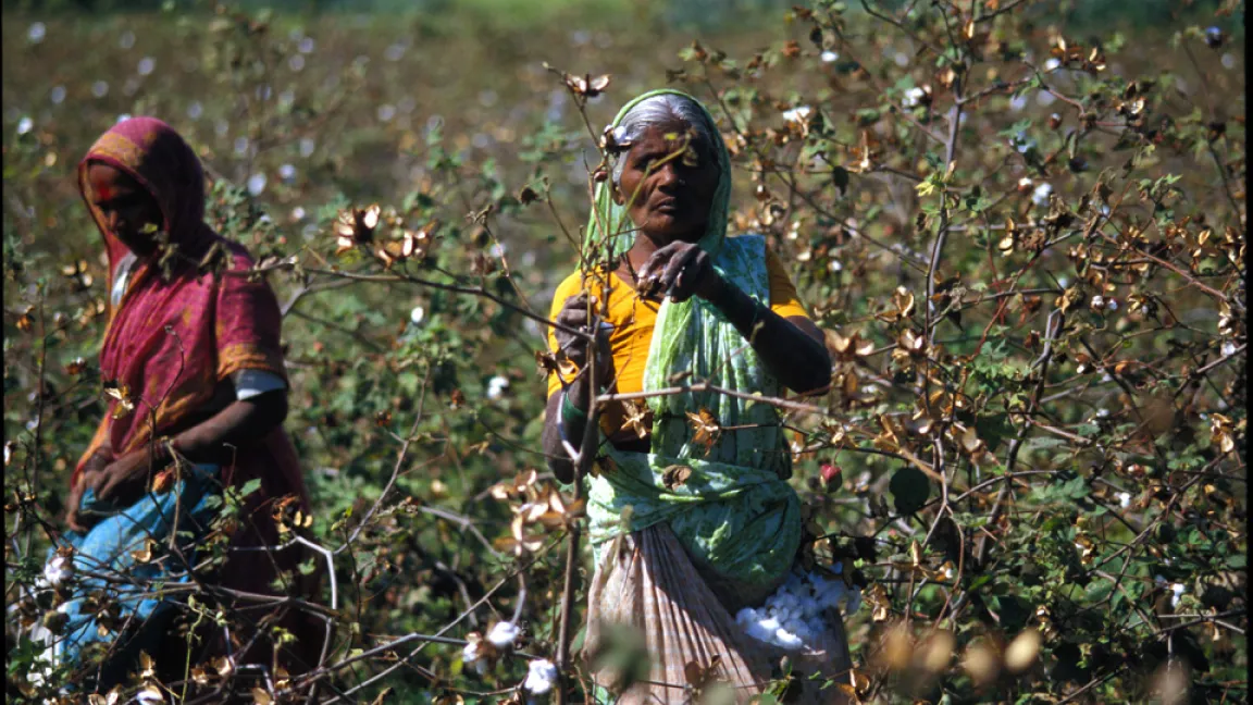 Gentechnisch veränderte Baumwolle wird überwiegend von Kleinbauern auf Flächen von weniger als zwei Hektar angebaut. Foto: CropLife International