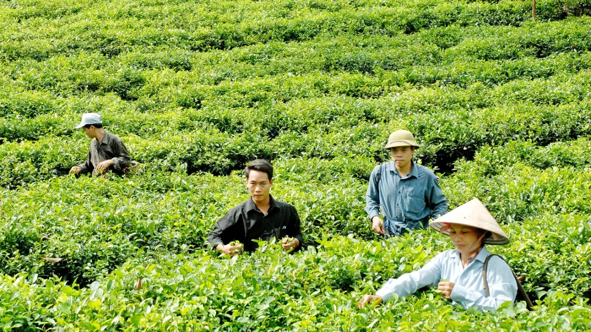 Auch die Produktivität des Teeanbaus wurde durch die Teilnahme an den Kursen und das vermittelte Wissen gesteigert. Foto. CropLife ...