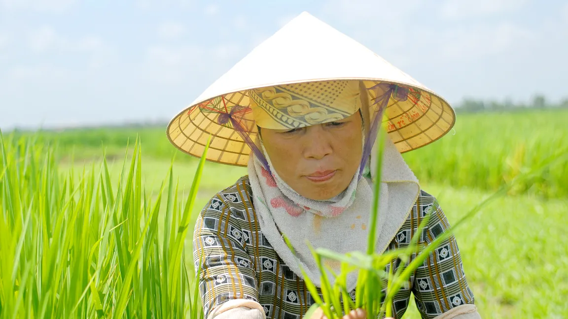 .... inspiziert junge Reispflanzen.
Foto: CropLife International