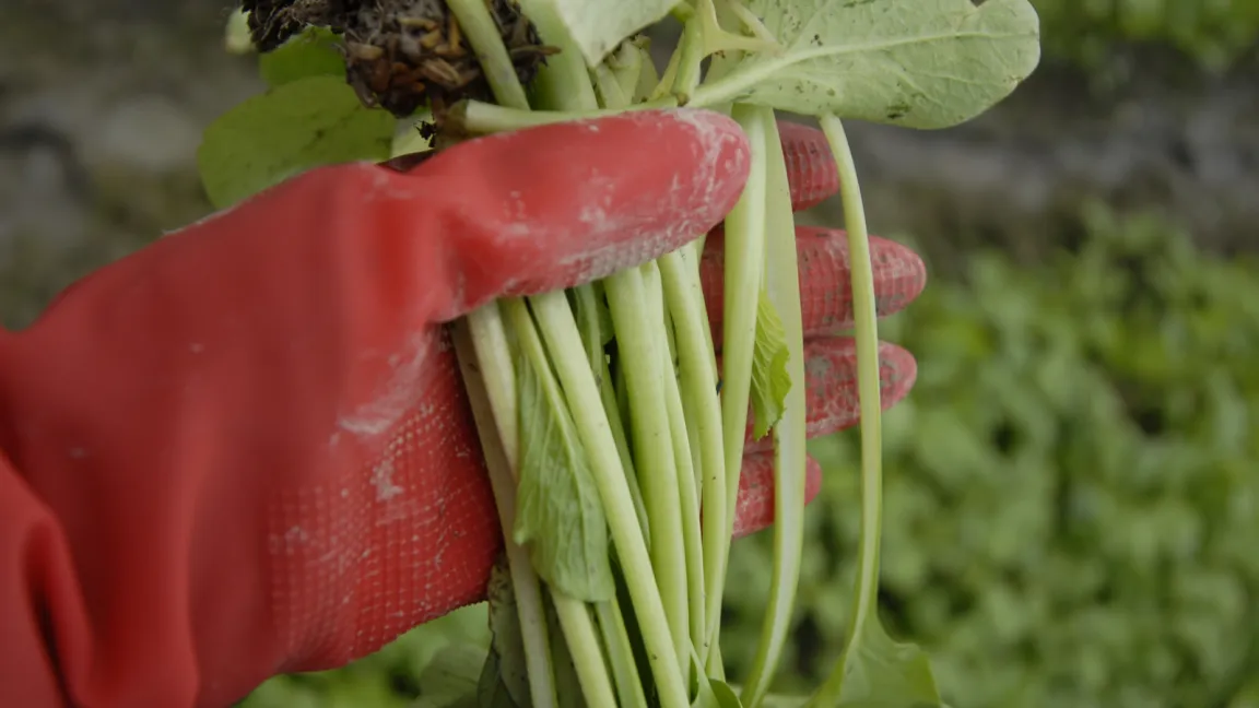 Junge Spinatpflanzen. Foto: CropLife International