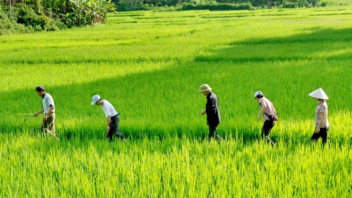 Durch den integrierten Pflanzenschutz konnte der Ertrag aus dem Reisanbau gesteigert werden. Foto: CropLife International