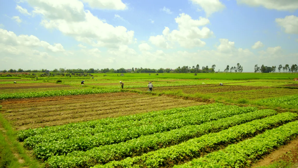 Spinat- und Reisfelder. Foto: CropLife International