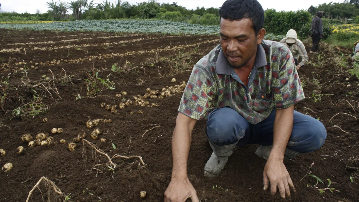 Gemüse - hier Kartoffeln und Kohl - sind die Haupteinnahmequelle von Familie Ketaren. Foto: CropLife International