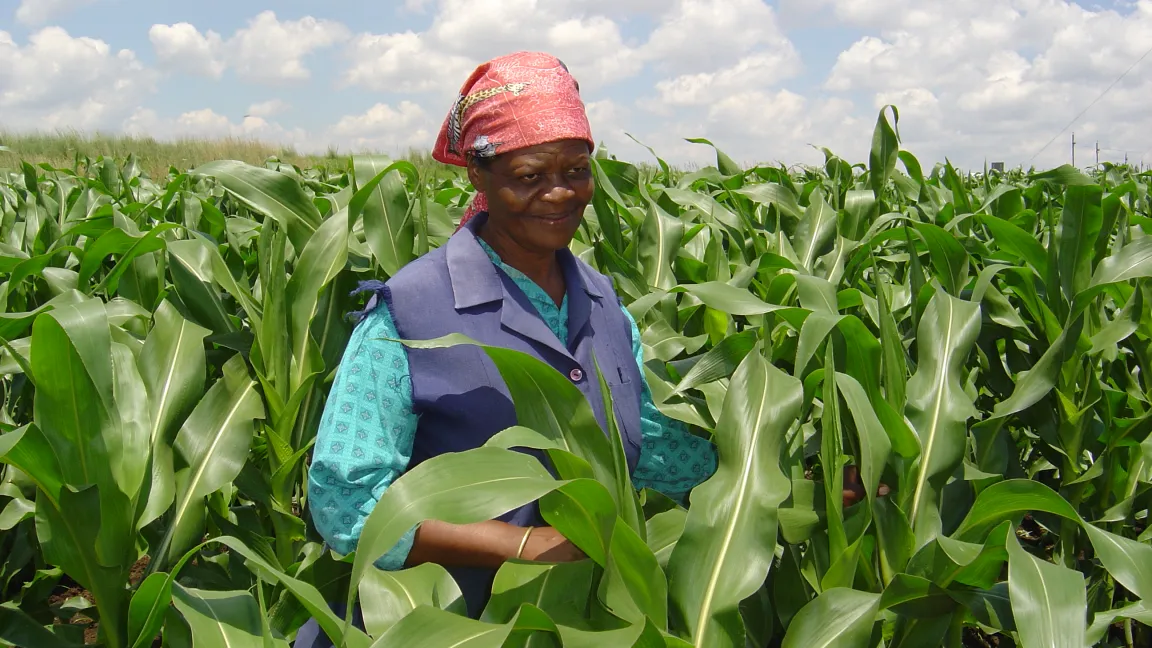 Farmerin in Südafrika inspiziert ihr Maisfeld. Foto: CropLife International