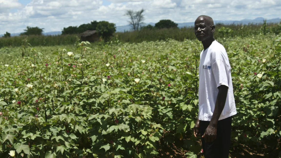 in seinen Baumwollfeldern. Foto: CropLife International