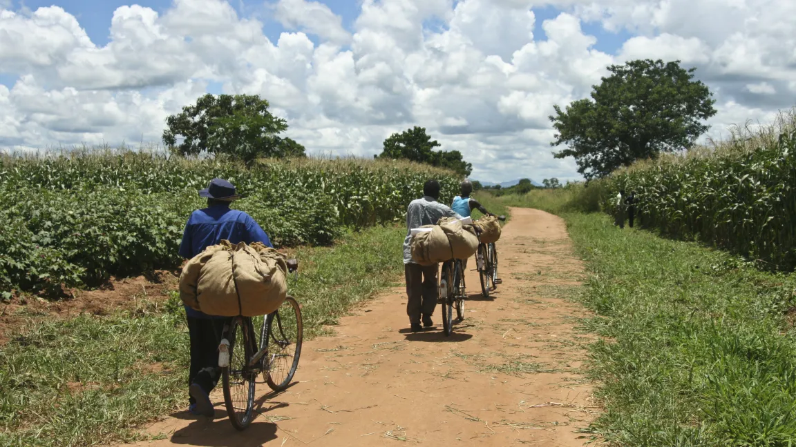 Mais bringt dank der neuen Methoden höhere Erträge. Foto: CropLife International