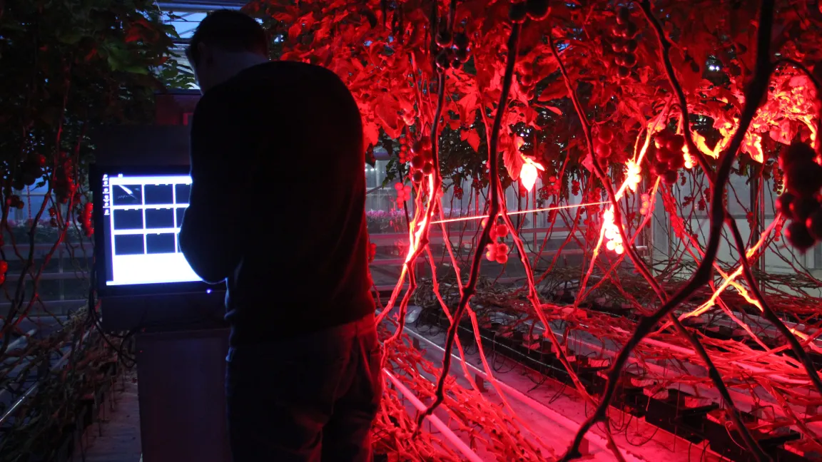 Mit der CF-Kamera kann - hier am Beispiel Tomaten - gestresstes Gewebe erkannt werden, bevor Symptome ausgeprägt werden. Foto: Tiede-Arlt, LWK Versuchszentrum Straelen