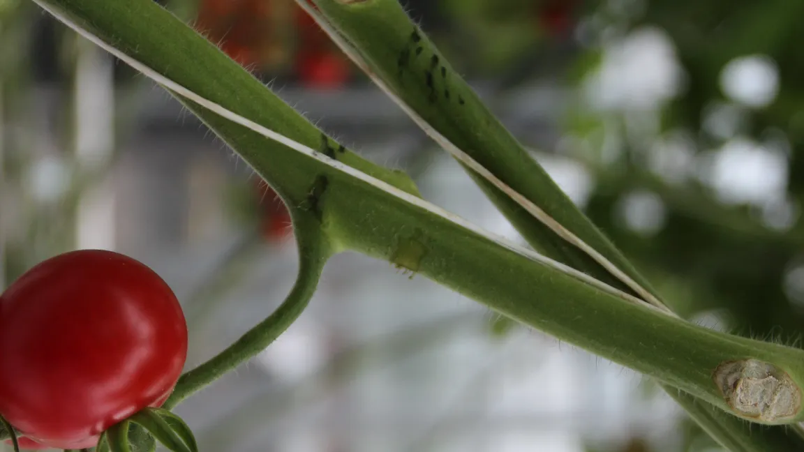 Tomatentrieb mit Gewebeschaden (dunkel) als Realbild ..... Foto: Tiede-Arlt, LWK Versuchszentrum Straelen