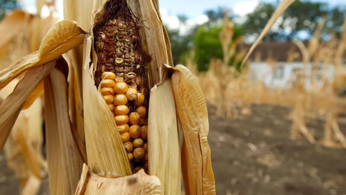 Kein Wasser, weniger Erträge. Mais in Texas während der Dürre 2011. Foto: transgen.de/Jay Janner