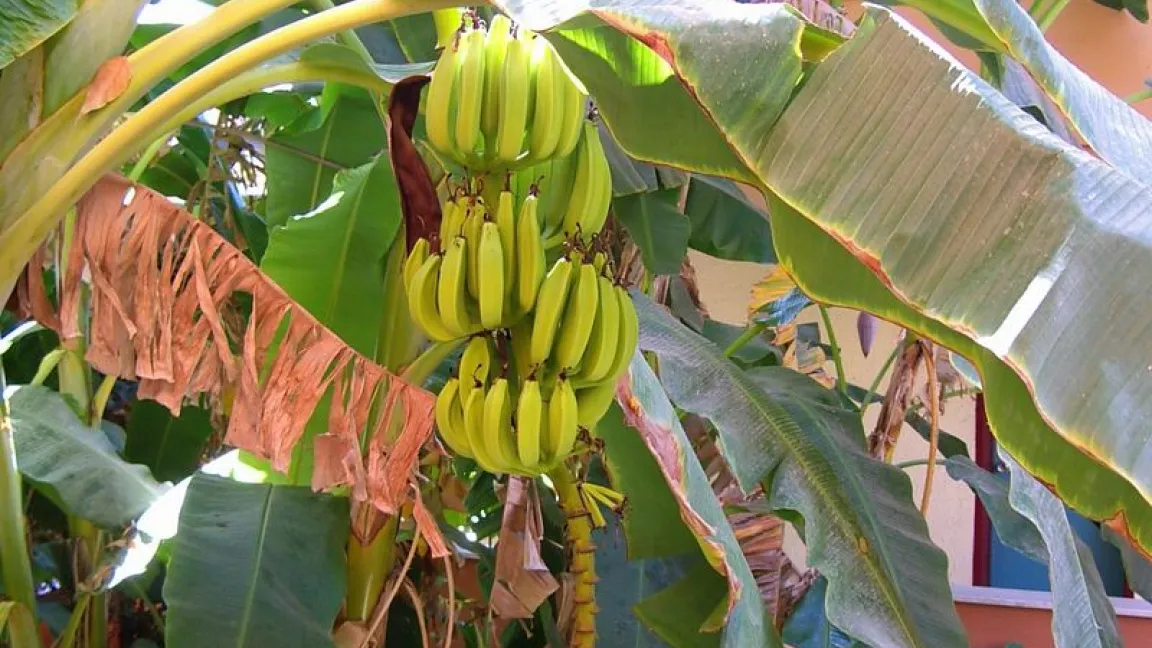 Forschungsinstitute in Nigeria und Uganda testen gv-Bananen im Freilandversuch um weniger anfällige Sorten zu erhalten. Foto transgen.de