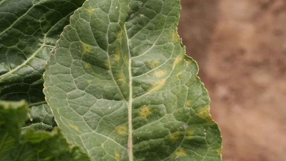 Beginnender Virusbefall. Foto: Hochschule Weihenstephan-Triesdorf