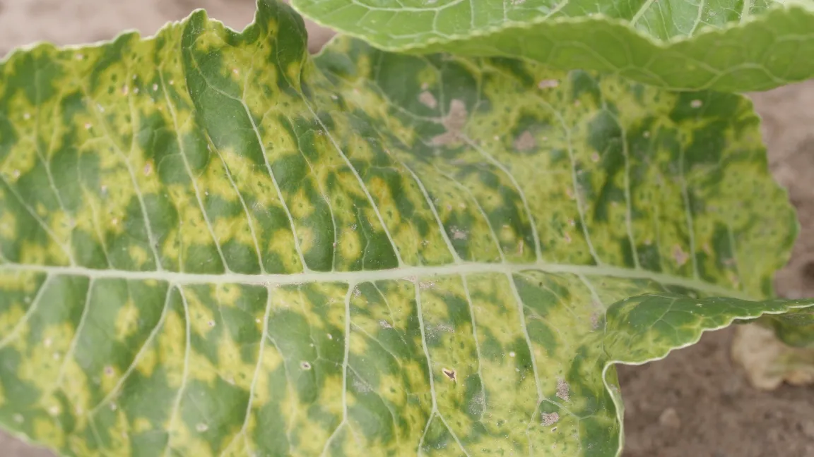 Starker Virusbefall. Foto: Hochschule Weihenstephan-Triesdorf