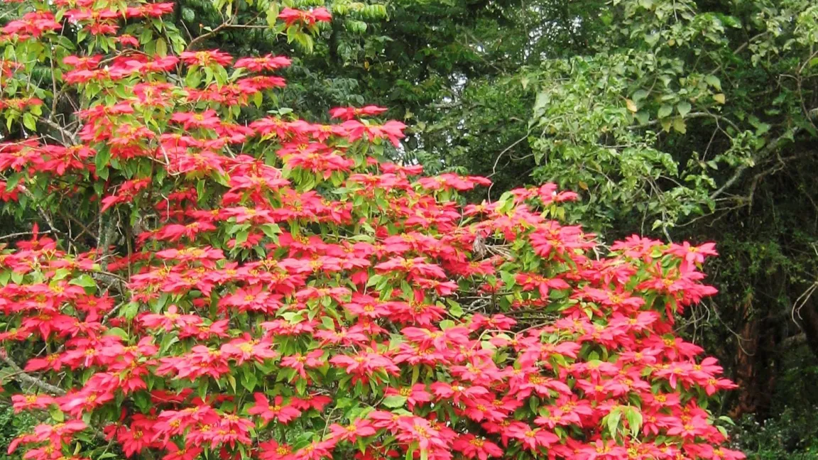 Die giftige Wildform des Weihnachtssterns wird bis zu 4m hoch. Foto: stars-for-europe