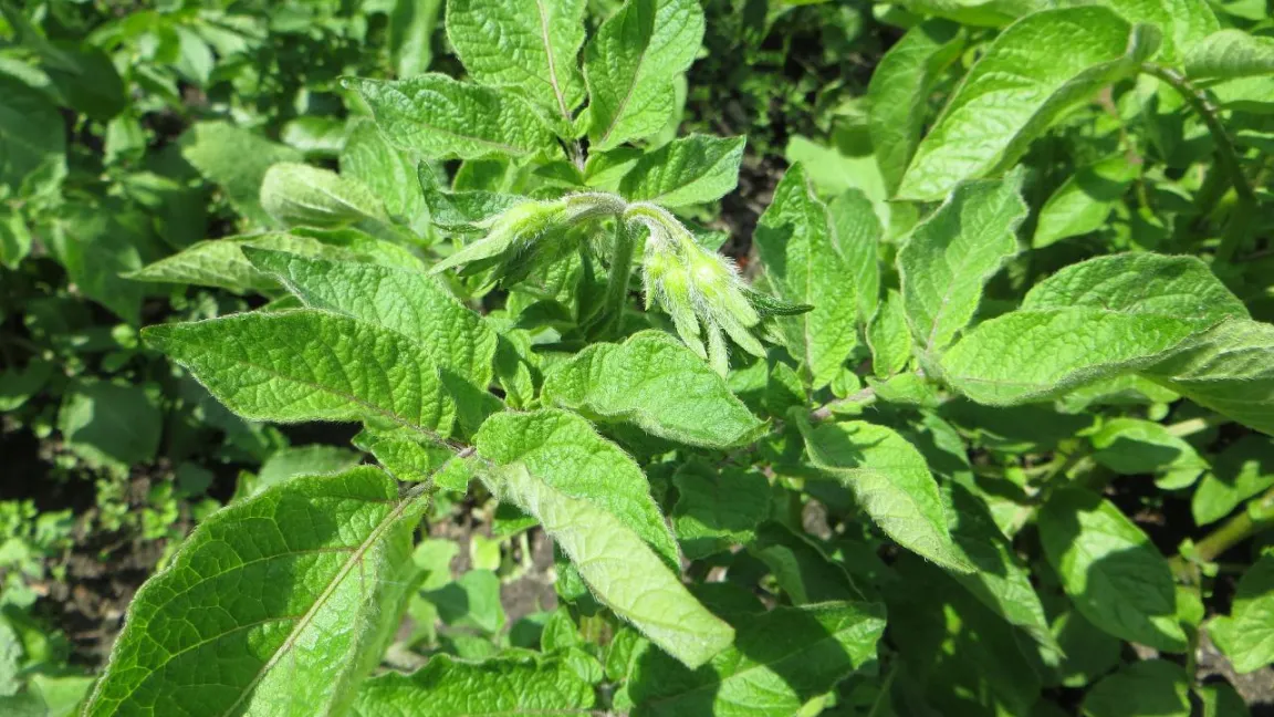 Die oberirdischen Teile der Kartoffelpflanze enthalten das giftige Solanin. Foto: Helge Masch, Botanischer Sondergarten Wandsbek