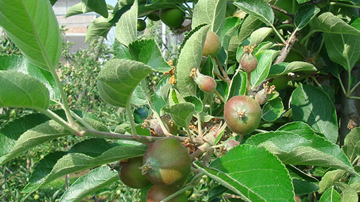 „So sehen meine Äpfel Ende Mai aus. Sie hängen so tief, dass sie bequem..." Quelle: Dr. Katharina Seuser