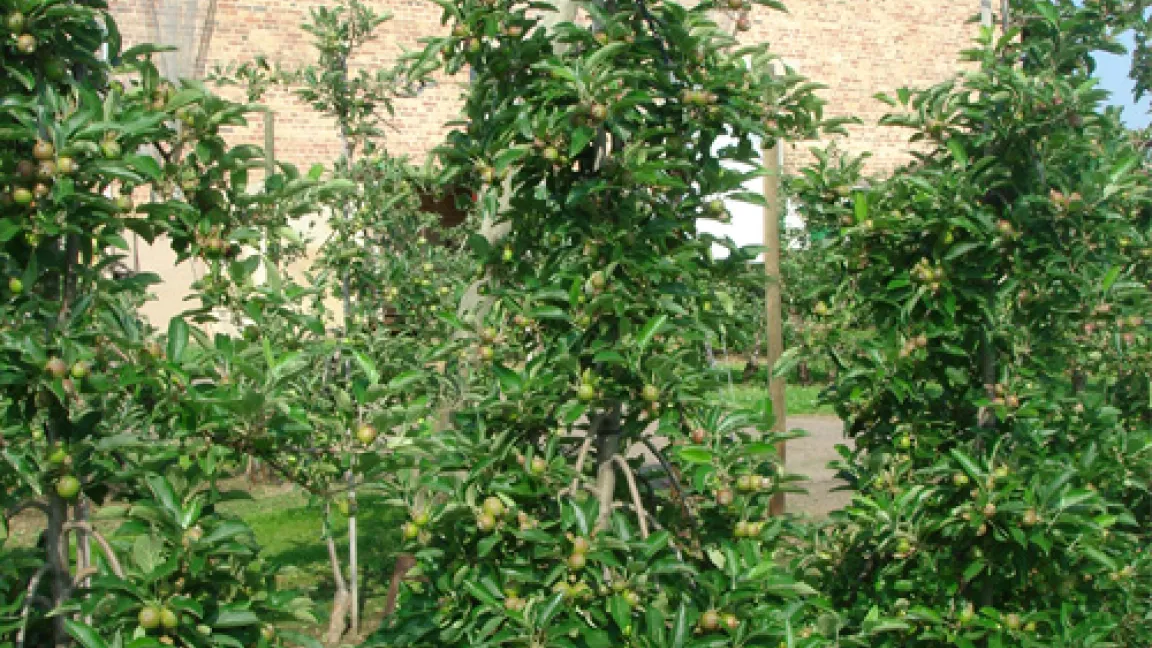 „Vom Haus aus gesehen bin ich der 5. Baum in der 5. Reihe....". Quelle: Dr. Katharina Seuser