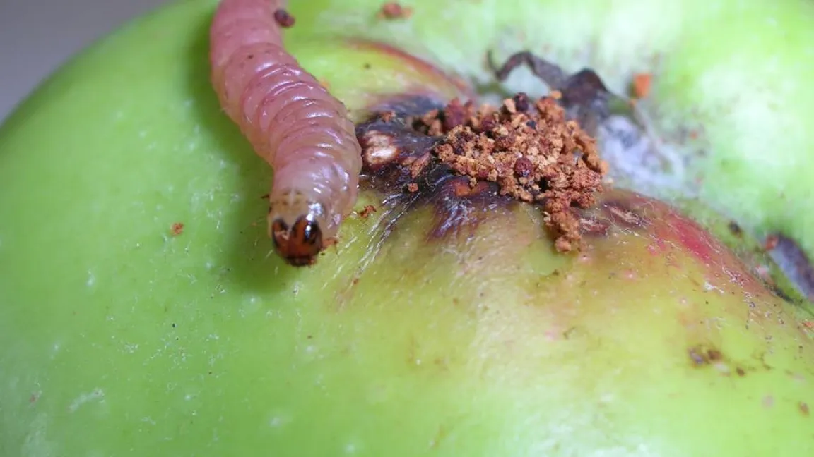 Apfel mit Apfelwickler, dem Hauptschädling im Obstbau. Foto: Sabine Asser-Kaiser, DLR Rheinpfalz