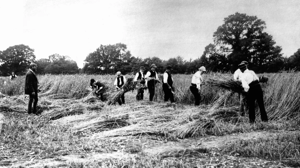 Das Broadbalk Feld früher ......
Copyright: Rothamsted Research Ltd