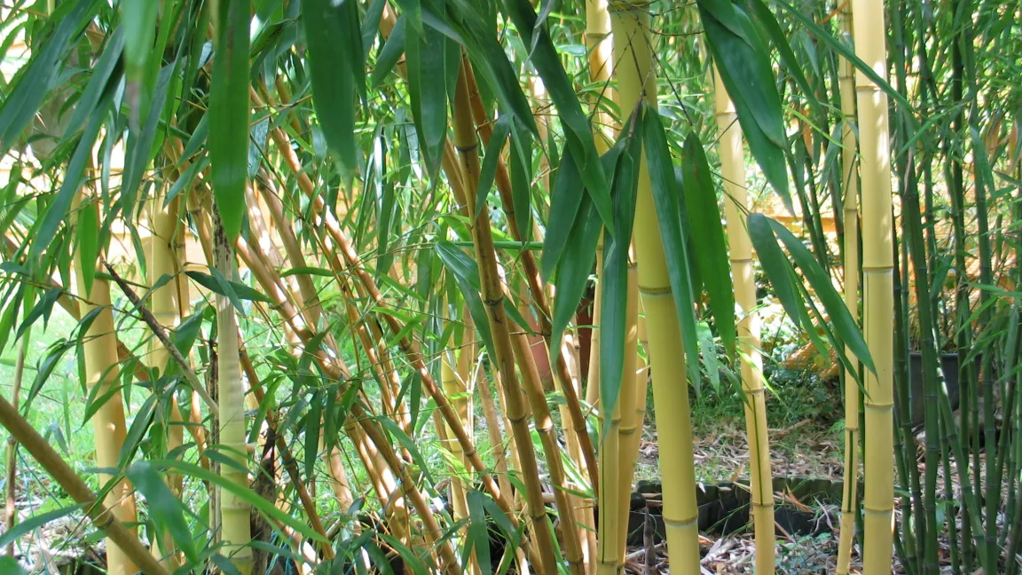 Ein Garten ohne Bambus ist wie ein Haus ohne Kinder ....... Nun wird der Bambus durch die Bambusmilbe bedroht. Foto: M. Gleiter