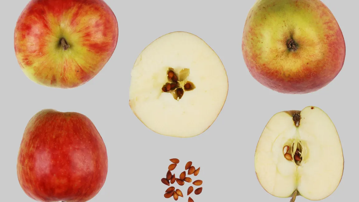 Die alte Apfelsorte "Alant" ist äußert robust gegen Feuerbrand. Foto: ACW Wädenswil