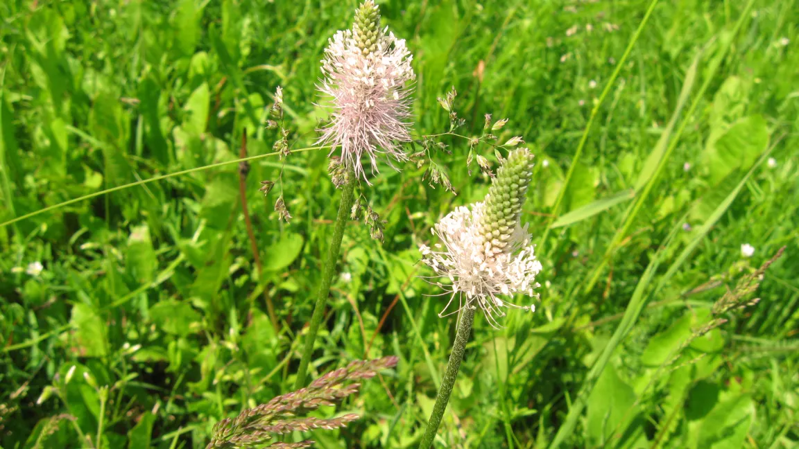 Die Arzneipflanze des Jahres 2014 findet vielerlei Verwendung. Foto: K.H. Liebisch\pixelio