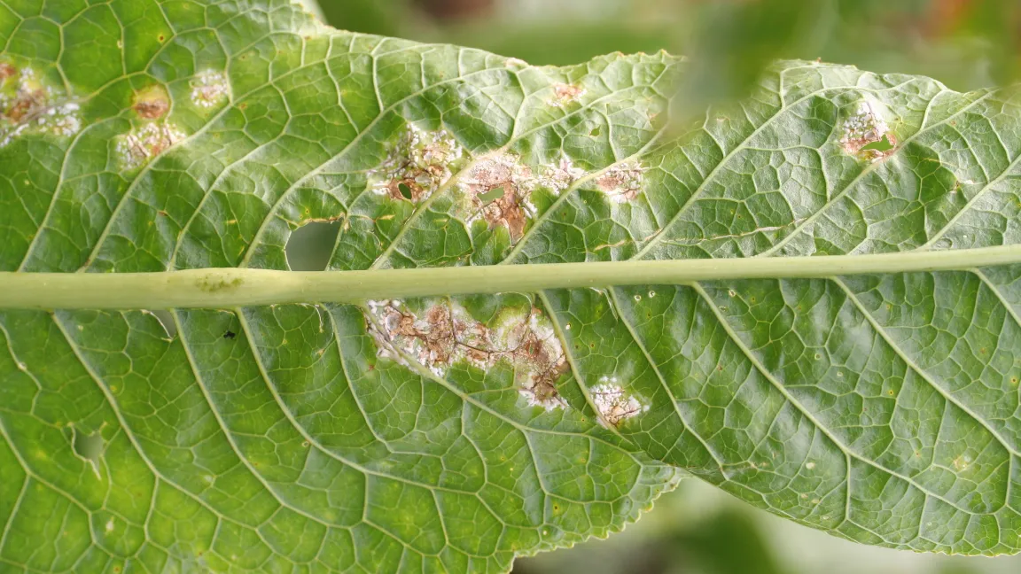 Weißer Rost: weiße Pusteln auf der Blattunterseite. Foto: Hochschule Weihenstephan-Triesdorf
