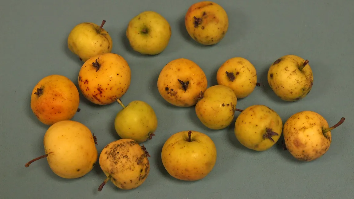 Nur verarbeitet sind die kleinen Früchte zu genießen. Foto: www.baum-des-jahres.de/roloff