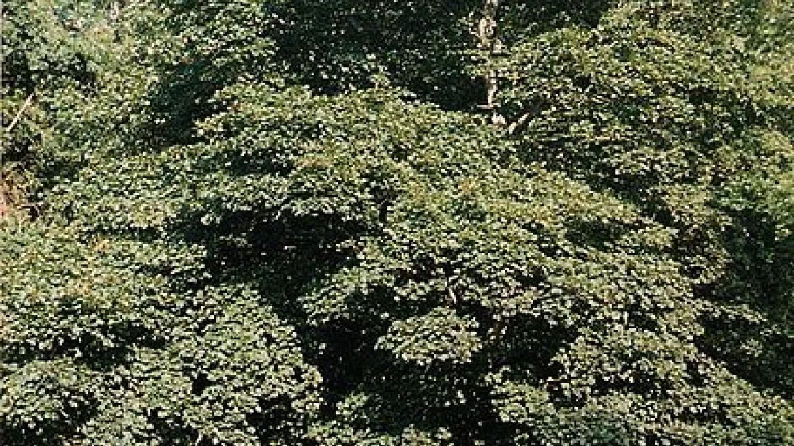 Der Bergahorn ist Baum des Jahres 2009. Wer wird sein Nachfolger?. Foto: wikipedia