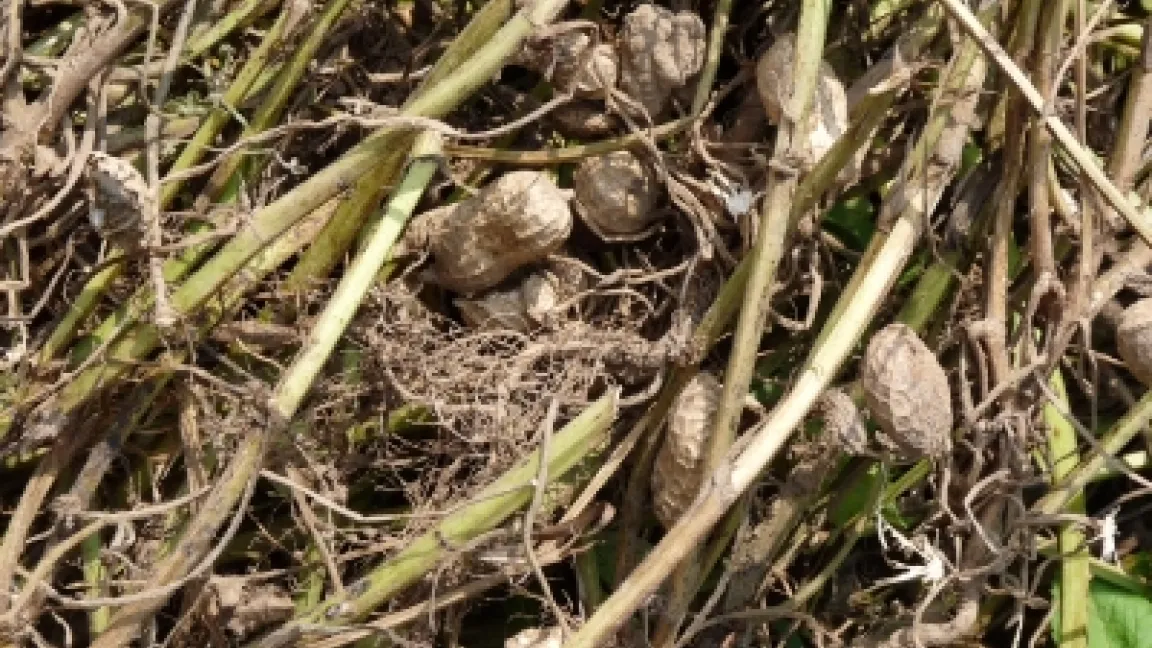 Erdnüsse am Strauch. Foto: Dieter Schütz/pixelio