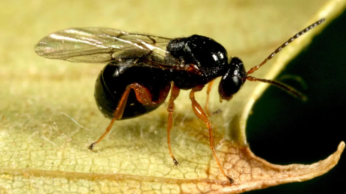 Die weißlichen Larven überwintern in den Knospen. Foto: forestryimages.com