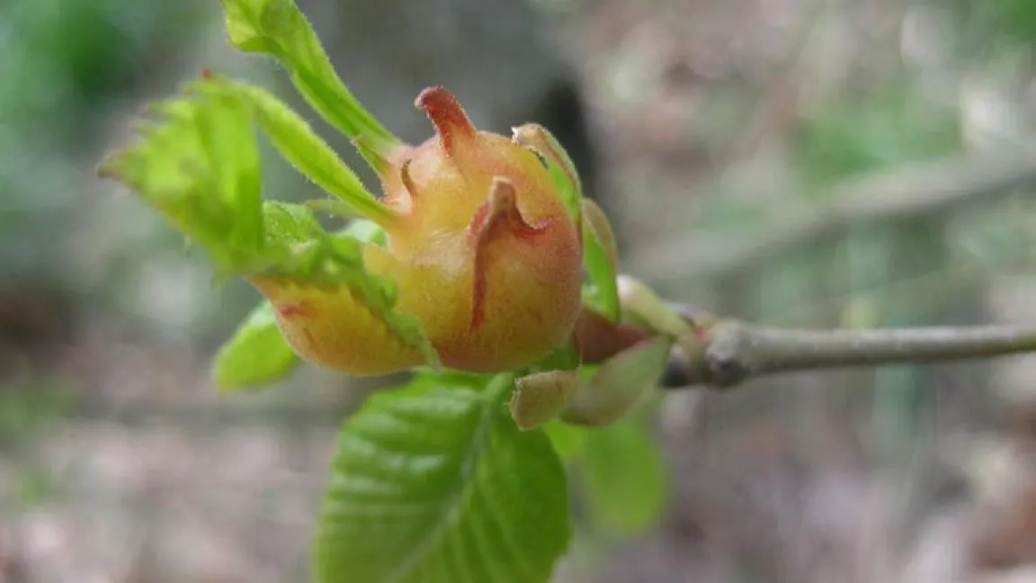 Schaden an den Blattspitzen. Foto: forestryimages.com